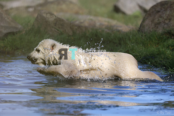 Polar bear cub
