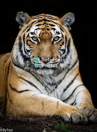 Tiger portrait (full)