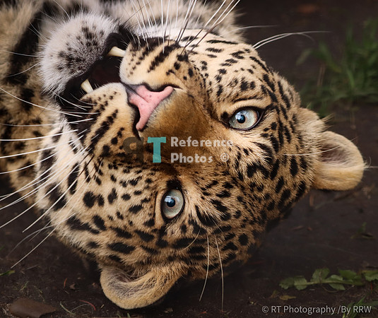 Leopard