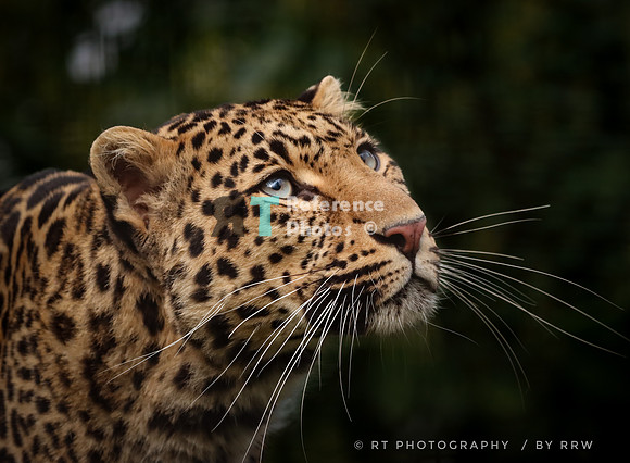 Leopard looking up