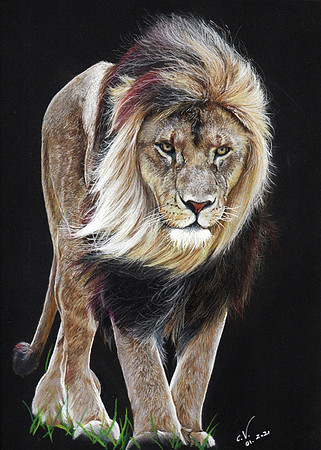 06: "King" -  coloured pencil and Posca - A4