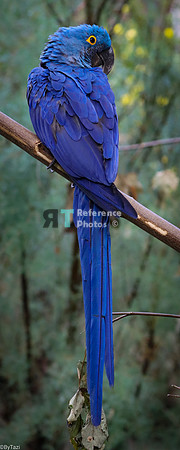 Hyacint  macaw