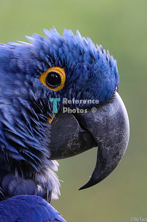 Hyacint  macaw