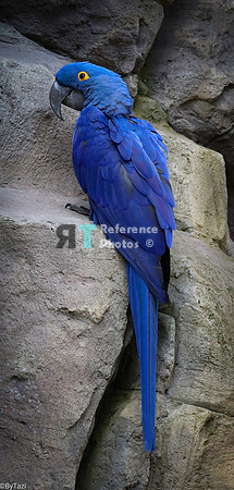 Hyacint  macaw