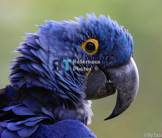 Hyacint  macaw
