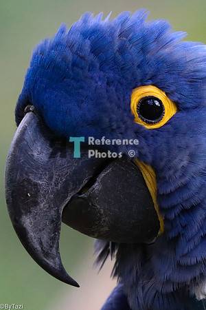 Hyacint  macaw