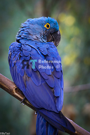 Hyacint  macaw