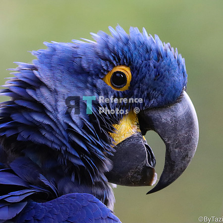Hyacint  macaw