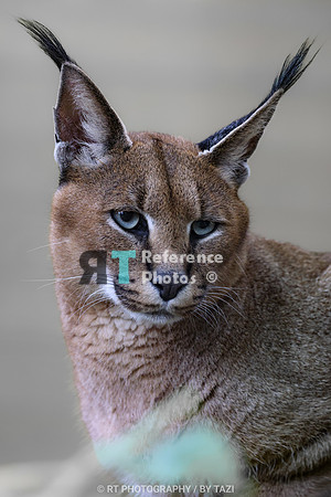 Caracal