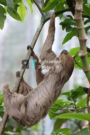 Linnaeus's two-toed sloth