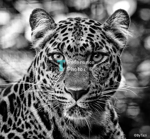 Leopard portrait in black & white