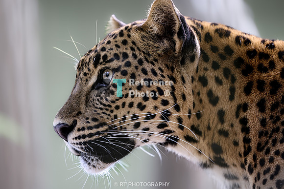 Sri lanka leopard
