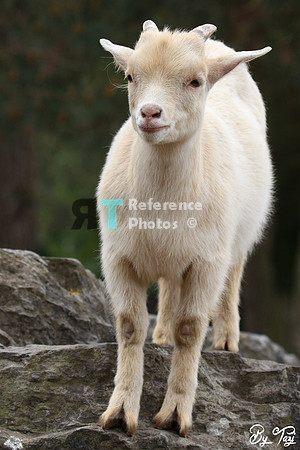 Goat