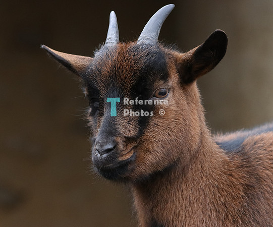 Goat
