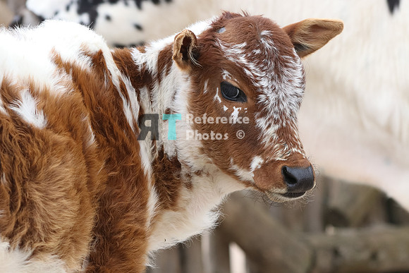 Zebu