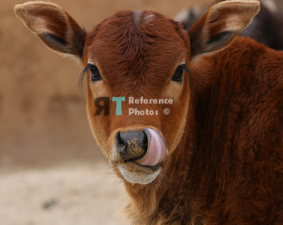 Zebu