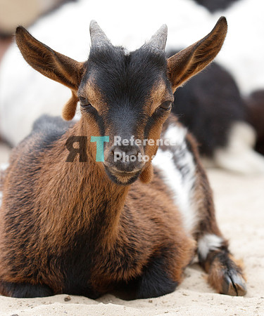 Goat