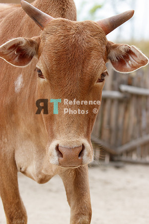 Zebu