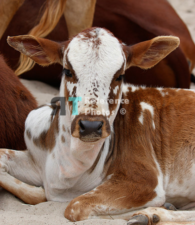 Zebu