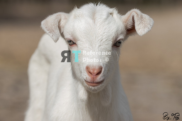 Goat