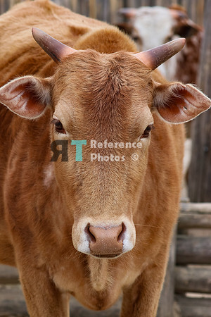 Zebu