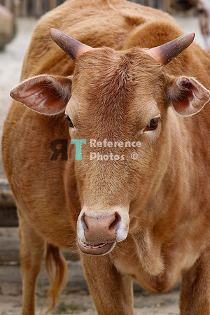 Zebu