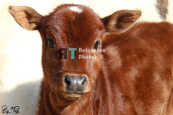 Zebu