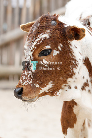 Zebu