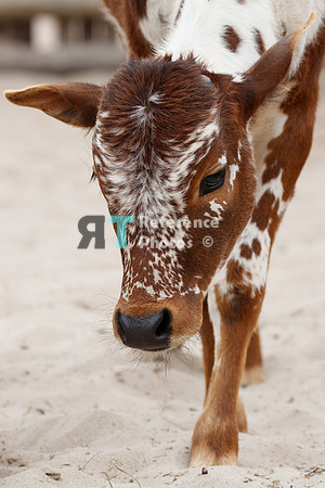 Zebu