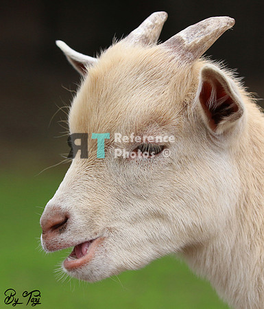 Goat