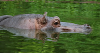Hippo
