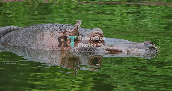 Hippo