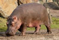 Hippo