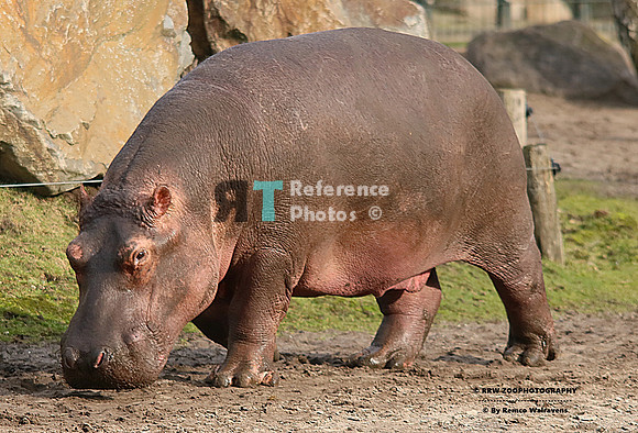 Hippo