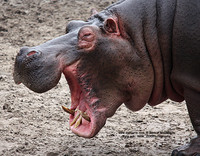 Hippo