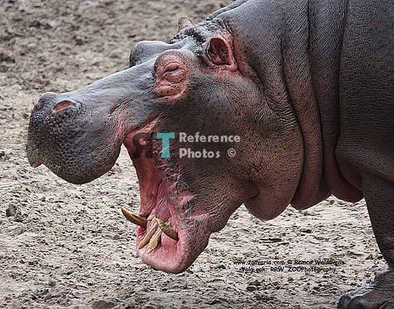 Hippo