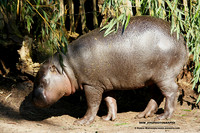 1 Dwergnijlpaard tobi