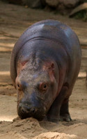 2 Baby Nijlpaard IMG_1134