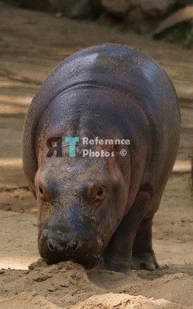 2 Baby Nijlpaard IMG_1134
