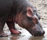 Hippo