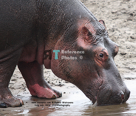 Hippo