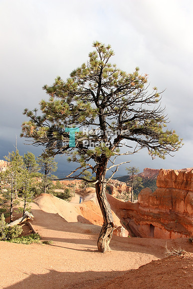 Bryce Canyon