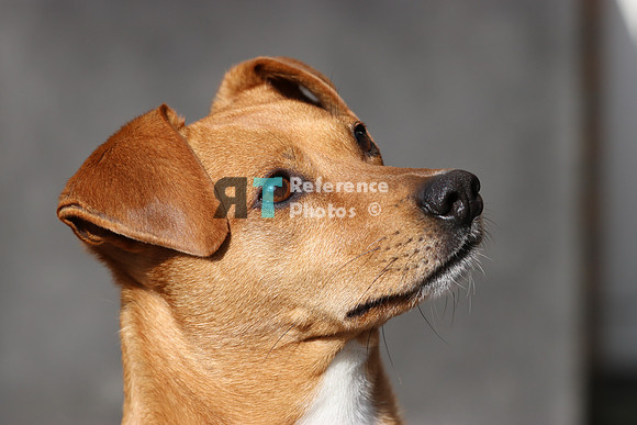 Dog Odie