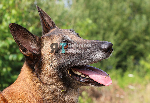 Dog Breezer