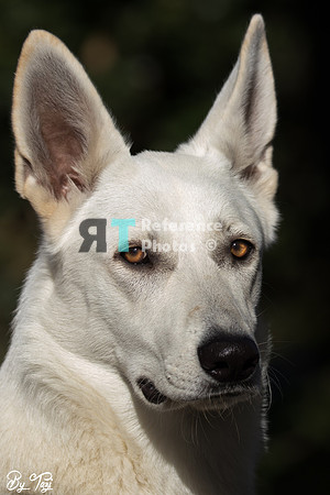 Dog Snowie