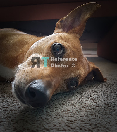 Dog Odie