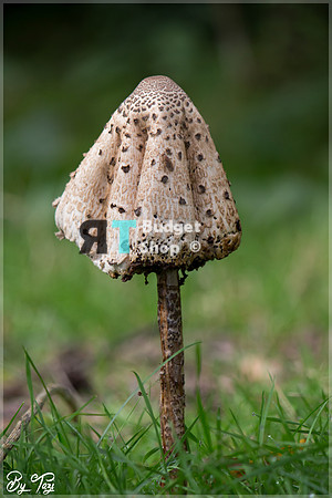 2-IMG_9069-BorderMaker