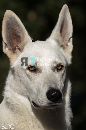 Dog Snowie