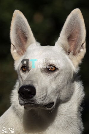 Dog Snowie