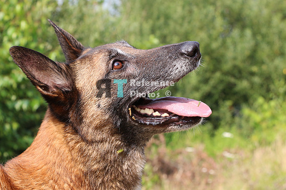 Dog Breezer
